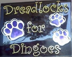 dredlocks for dingoes