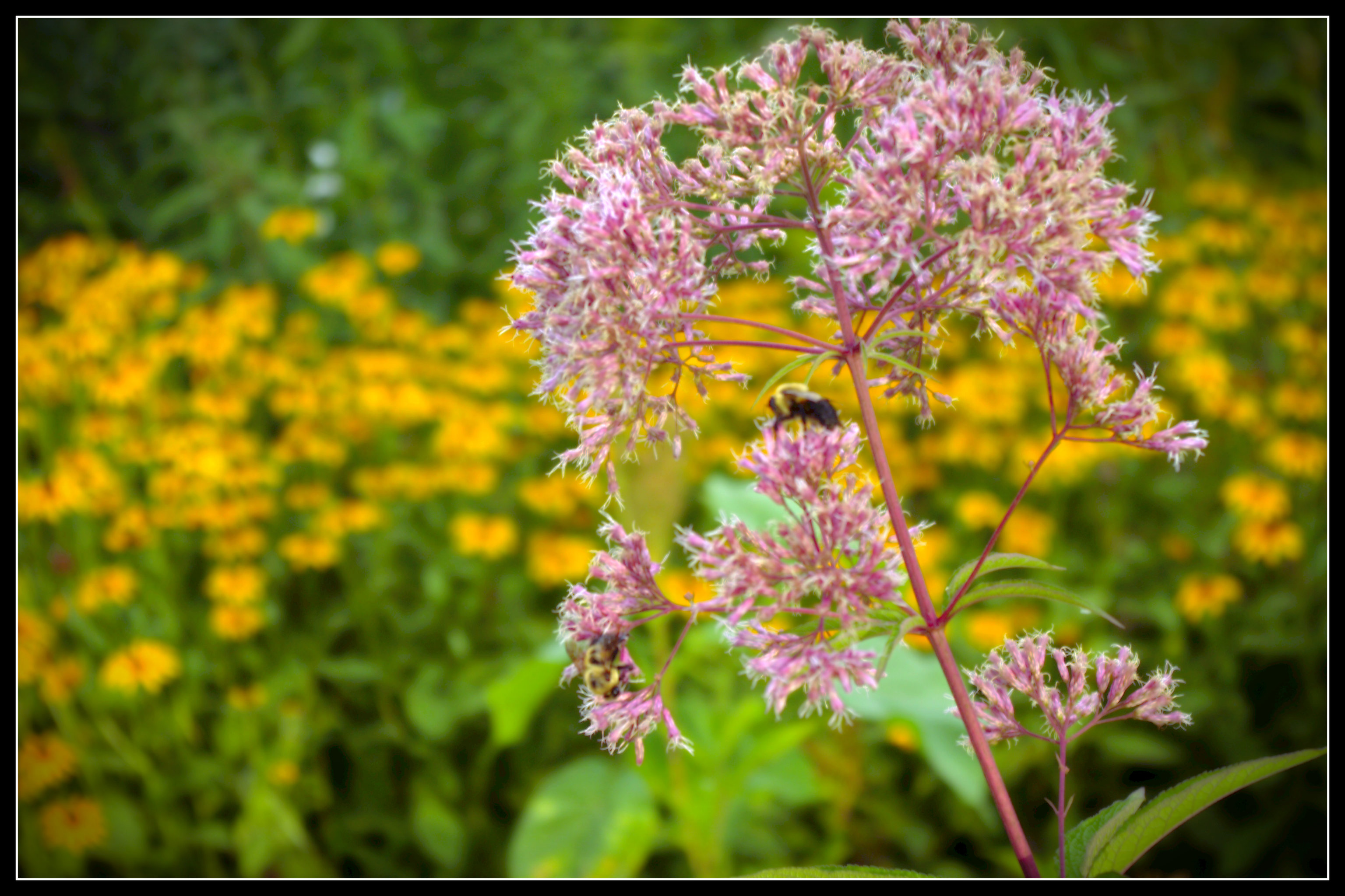 native plants